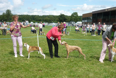 houndshow